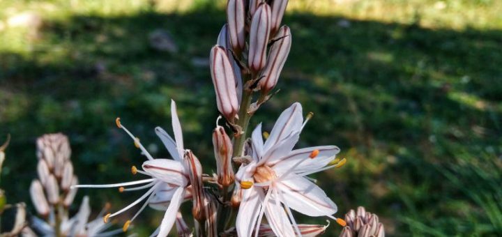 Asfodelo - Flora - Sardegna