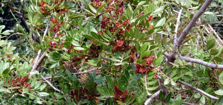 Lentisco - Lentischio